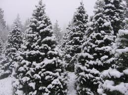 Snowy Christmas Tree Farm